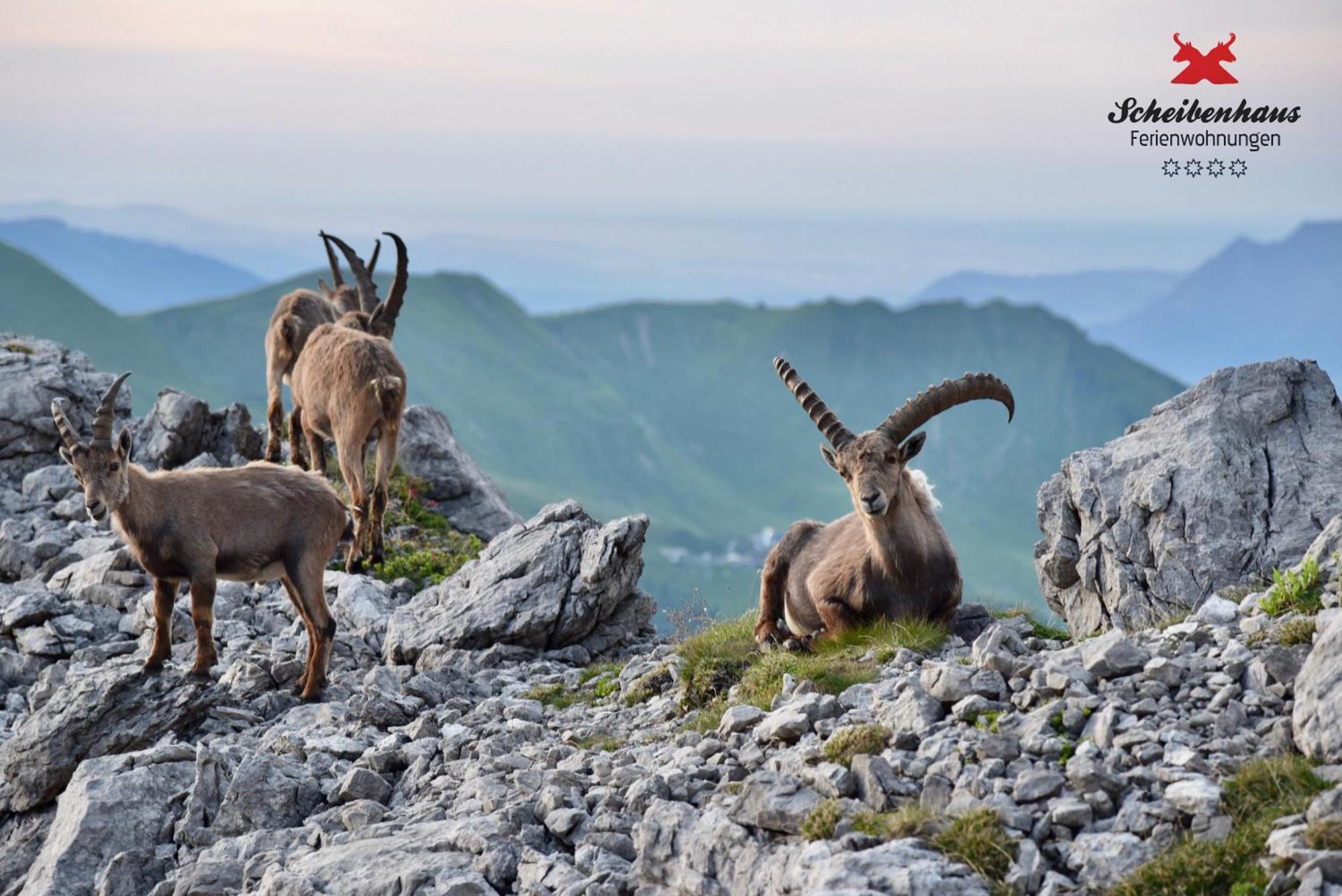 Ferienwohnungen Scheibenhaus Oberstdorf Buitenkant foto
